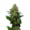 Mister-White-Co-s1-510x510.png