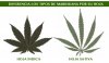 diferencias-hoja-marihuana-sativa.jpg