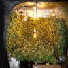 How-to-Grow-Marijuana-Vertically-1024x1024.jpg
