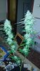 IMG-20200323-WA0036.jpeg
