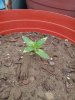 IMG_20200401_120023452.jpg