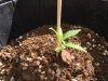 WEED.jpg
