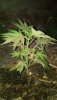 planta 12.jpeg