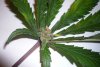 Top-10-Craziest-Cannabis-Mutations-Leaf-buds-1.jpg