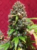 LemonBlossom4_TopCrop.JPG