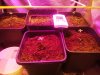 IMG_20201108_204209.jpg