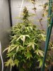 IMG_20201113_100154.jpg