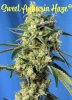 SWEET_AMNESIA_HAZE(R)_SWS72_p.jpg