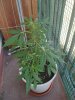 IMG_20201115_135914.jpg