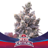 red-critical-BSF-Seeds-1.png