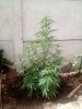 IMG_20201126_102952600.jpg