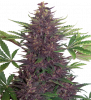 purplekush.png
