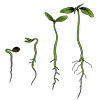 transparent-plant-plant-stem-leaf-flower-legume-cmo-germinar-semillas-de-marihuana5dea233d6453...png
