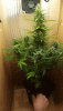 20210221_211452_1.gif