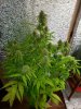 20210627_113538.jpg