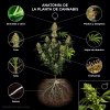 Cannabis-plant-info-graphic-ES-scaled.jpg