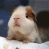 guinea-pig-chewing.gif