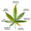 cannabis-leaves-yellow.jpg
