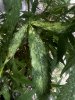 IMG_2260.jpeg