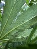 IMG_2324.jpeg