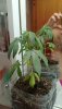 IMG-20240718-WA0007.jpeg
