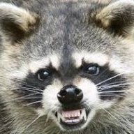 MapacheAcuatico