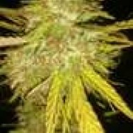 Marijuana10