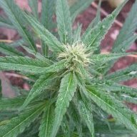 420venezuela