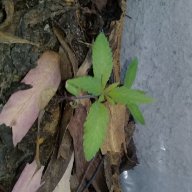 Frweed