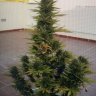 Cannascopio