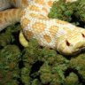 snakeweed