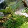 smokeweed91