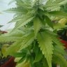 daniel23weed