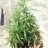 Flor22