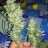 Elquiweed