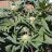AtticGrowing