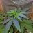 SkunkTrucutrukush