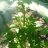 ElD420