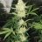 Kush7