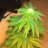 Cultivador420JD