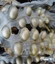 Fucus Versiculosus