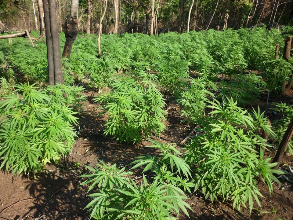 exterior cannabis