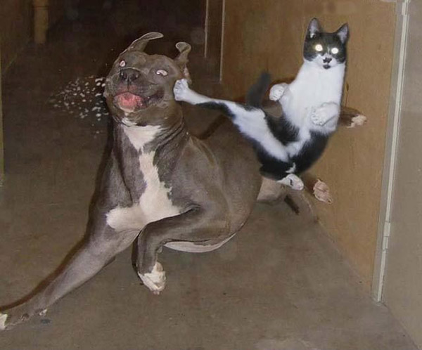 Karate-cat