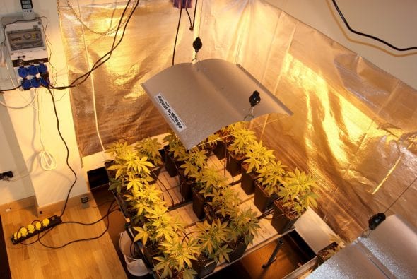 Cultivo con plantas con 25 días de vida