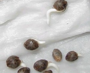 semillas_germinando-300x242 (1)