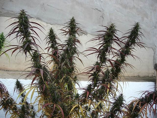 Purple Haze a mitad de floración