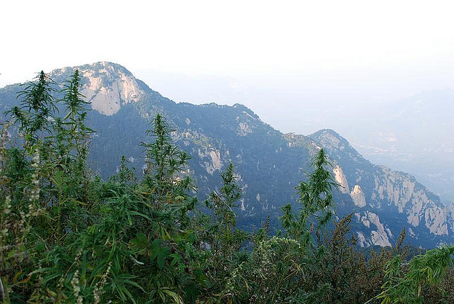 Cannabis-in-China-1.-Cannabis-growing-wild-in-the-foothills-of-Mount-Tai-in-Shandong-province-Northeast-China-Televisius