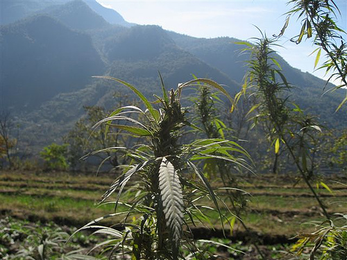 Cannabis-in-China-4.-Yunnan-province-in-southwestern-China-is-known-for-its-abundant-wild-cannabis-and-cultural-use-of-cannabis-Vitafluida