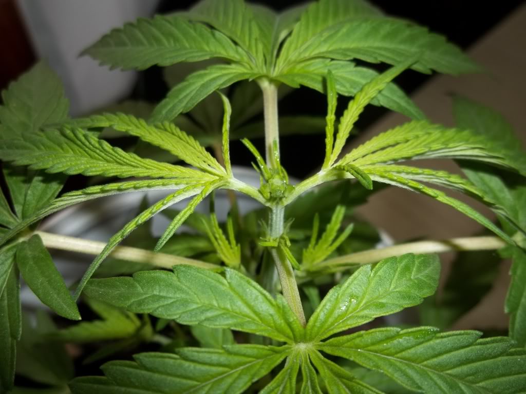 Marihuana, Esa Planta Medicinal