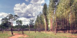 The-haze-of-monoterpenes-given-off-by-Australian-eucalyptus-trees-gives-the-Australian-Blue-Mountains-their-name-and-are-thought-to-be-vital-in-microregulation-of-climate-250x125